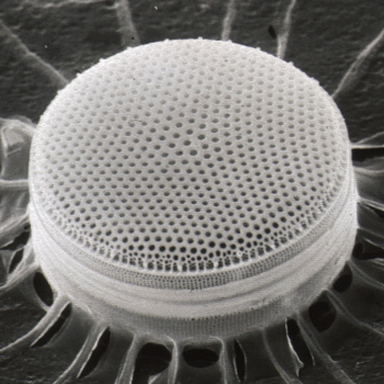 An SEM micrograph of a diatom fossil (CSIRO)